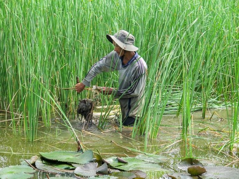 Bồn Bồn là gì? Các món ăn ngon từ cây Bồn Bồn - Meoeva.Com