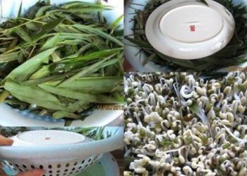 Mẹ bỉm sữa chỉ “tuyệt chiêu” làm giá đỗ bằng túi lưới đơn giản ai cũng có thể làm được