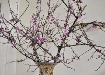 Bí quyết giữ hoa đào tươi lâu trong dịp Tết, ai cũng nên biết