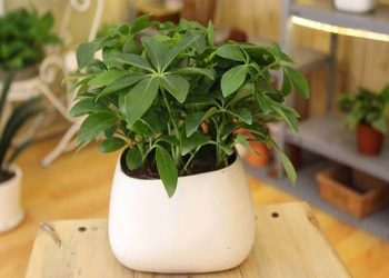 Cây phong thủy cho 12 con giáp mang lại cát tường phú quý
