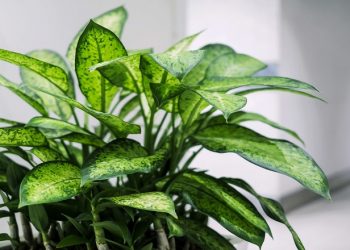 Cây Vạn niên thanh và những ý nghĩa phong thủy tốt đẹp