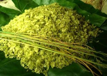 Mẹo nhận biết cốm nhuộm phẩm màu đơn giản bằng mắt thường