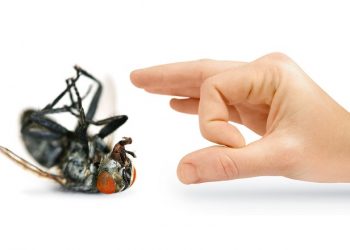 5 cách diệt ruồi hiệu quả thực hiện cực kỳ đơn giản