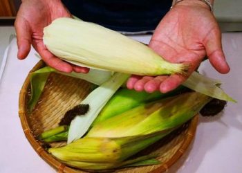 Mẹo bảo quản ngô tươi ngon, tha hồ để cũng không sợ hỏng