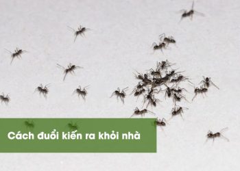 Các cách đuổi kiến thành công ngay lần đầu thực hiện