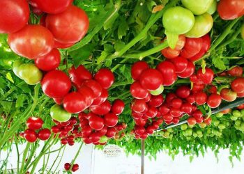 5 cách làm giàn cà chua cho cây sai quả cực đơn giản