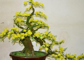 Cách làm hoa mai đá đơn giản, đẹp lung linh không kém hoa thật