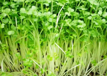 Cách làm rau mầm sạch đơn giản và dễ thực hiện tại nhà