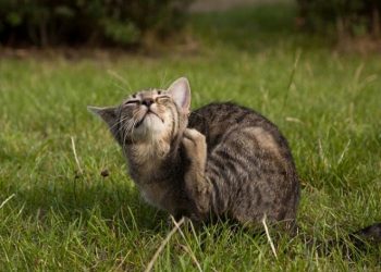8 cách đuổi mèo hiệu quả nhất, áp dụng là thành công ngay