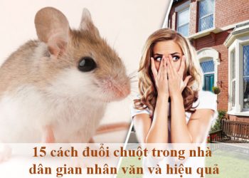 15 cách đuổi chuột trong nhà dân gian nhân văn và hiệu quả