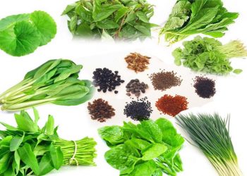 Top 9 các loại hạt giống rau dễ trồng nhanh thu hoạch nhất