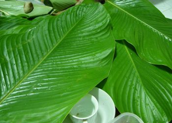 Nguyên liệu gói bánh chưng ngày Tết gồm những thành phần gì?