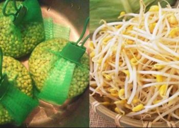 Làm giá đỗ chỉ cần cho vào thứ này, sau 2 ngày có mẻ giá siêu sạch, “béo múp”