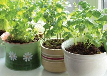 Cách trồng rau gia vị tại nhà mà ai cũng nên biết đến