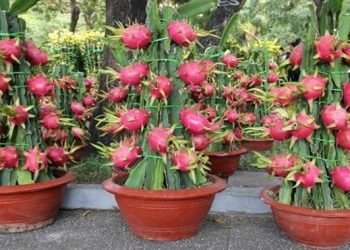 Những loại cây, quả hút tài lộc ngày Tết nên bày biện trong nhà