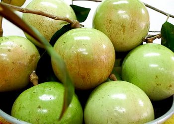 Mẹo chọn vú sữa ngon mùa xuân mà không phải ai cũng biết
