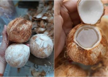 Nắng cháy da, dừa baby giá 7.000 đồng lại gây sốt 