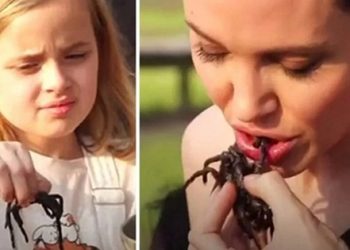 Món ăn nữ minh tinh Angelina Jolie yêu thích nhưng người thường lại vô cùng khiếp đảm