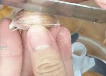 Mẹo bóc tỏi nhanh thần tốc, chị em nhất định phải thử ngay!