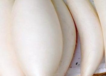Mua củ cải làm kim chi hoặc chế biến thấy 3 loại này tránh ngay lập tức kẻo phí tiền
