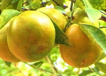 Cách chọn cam xoàn Việt ngon chuẩn xịn không thể bỏ qua