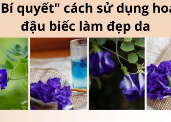 Cách sử dụng hoa đậu biếc để làm đẹp da hiệu quả, đơn giản, an toàn tại nhà