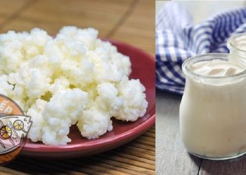Lạ miệng với cách làm sữa chua Kefir thơm ngon, bổ dưỡng