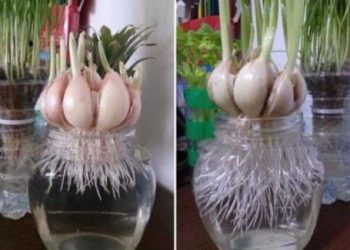 Cách trồng tỏi dễ như ăn kẹo, lấy 1 tép vùi vào đất mấy tuần sau ăn không hết
