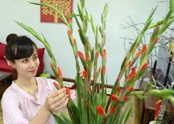 Cách cắm hoa lay ơn ngày Tết Nguyên Đán để tươi lâu hơn
