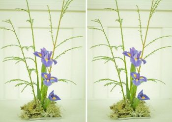 Cách cắm hoa diên vĩ xanh trang trí nhà dịp Tết không thể bỏ qua