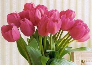 Cách giữ hoa tươi lâu trong ngày Tết Nguyên Đán nên biết
