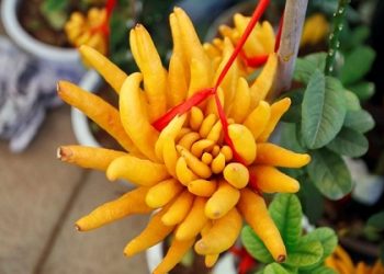 Cách chọn quả phật thủ đẹp để phát tài phát lộc cả năm