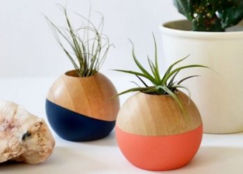 Cách trồng cây không khí trang trí nhà ngày Tết nhất định phải biết
