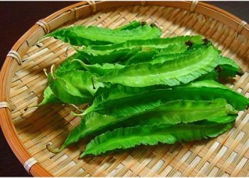 Cách trồng đậu rồng vừa sạch vừa ngon tại vườn nhà