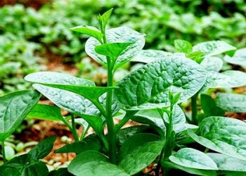 Cách trồng rau mồng tơi trong thùng xốp cực kỳ đơn giản