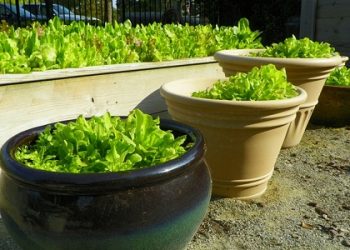 Cách trồng xà lách tại nhà vừa sạch vừa ngon không thể bỏ qua
