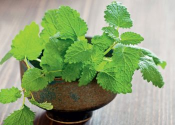 Cẩm nang hướng dẫn làm mặt nạ trị mụn hiệu quả tại nhà
