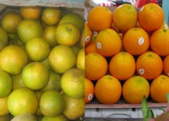 Phân biệt Cam Trung Quốc đội lốt cam Vinh đơn giản dễ dàng