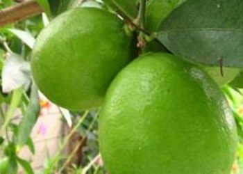 Cách bảo quản chanh tươi cả tháng không bị hỏng giúp các F0 luôn có để dùng