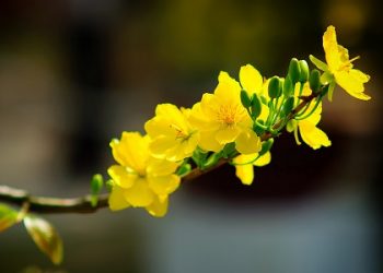 Bí quyết chọn hoa ngày Tết đem may mắn tài lộc đến nhà