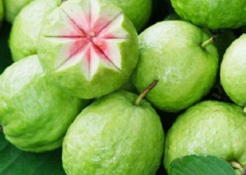 Cách chọn ổi ngon 10 quả ăn được cả 10 không thể không biết