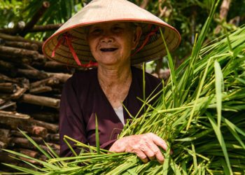 Cốm Hà Nội khiến bao người phải thương nhớ