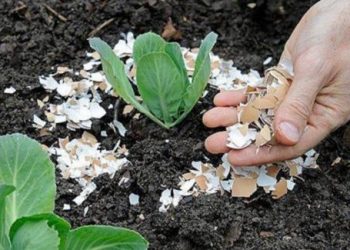 Dùng những nguyên liệu rẻ tiền có sẵn trong bếp bón cây, tác dụng thần kì ai cũng ngạc nhiên