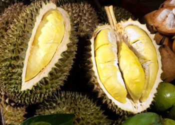 Cách chọn sầu riêng ngon đơn giản mà chuẩn xác không thể bỏ qua