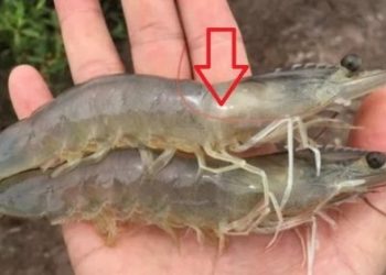 Đi chợ chớ dại mua 3 loại tôm này: Ăn phải dễ gây ngộ độc, rước thêm bệnh vào người