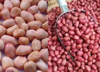Đi chợ nên mua lạc trắng hay lạc đỏ? Câu trả lời sẽ khiến bạn bất ngờ