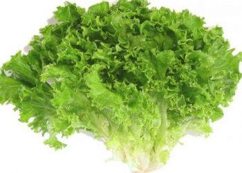 Làm sao để chọn, bảo quản và ăn rau diếp ngon nhất?