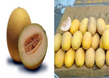 Cách nhận biết dưa vàng Trung Quốc đơn giản nên áp dụng