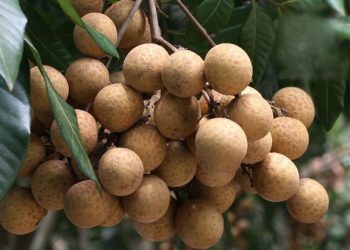 Cách chọn nhãn ngon, mọng, dày cùi ai cũng nên biết đến