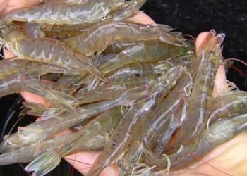 Chiêu nhận biết tôm, bò, gà bơm hoá chất, tránh mua cho con